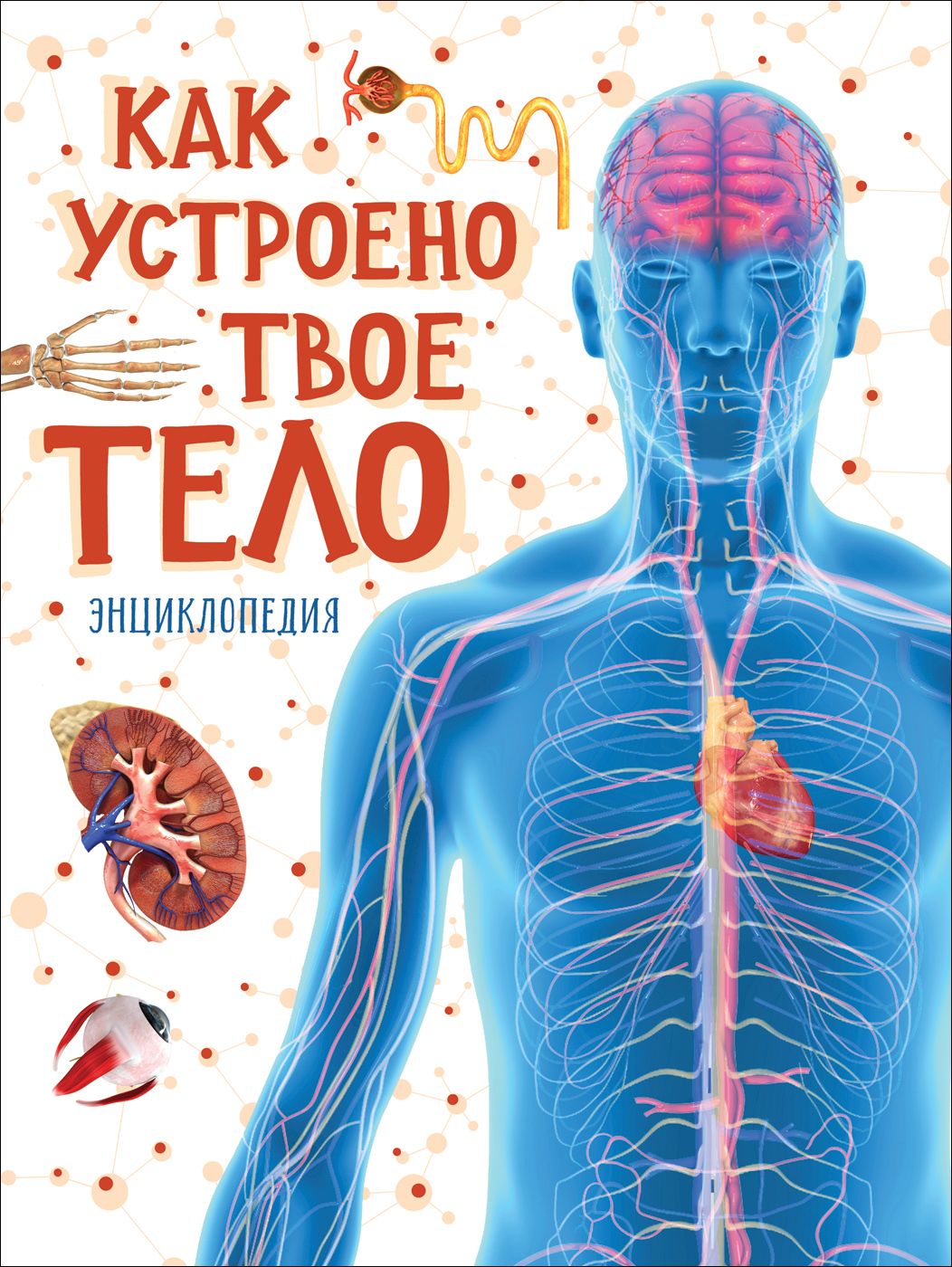 

Как устроено твое тело