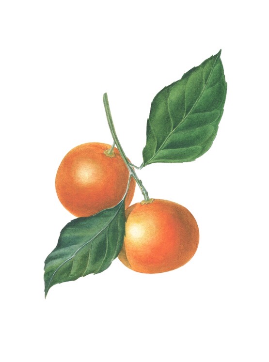 

Открытка Столярова «Мандарины» 2