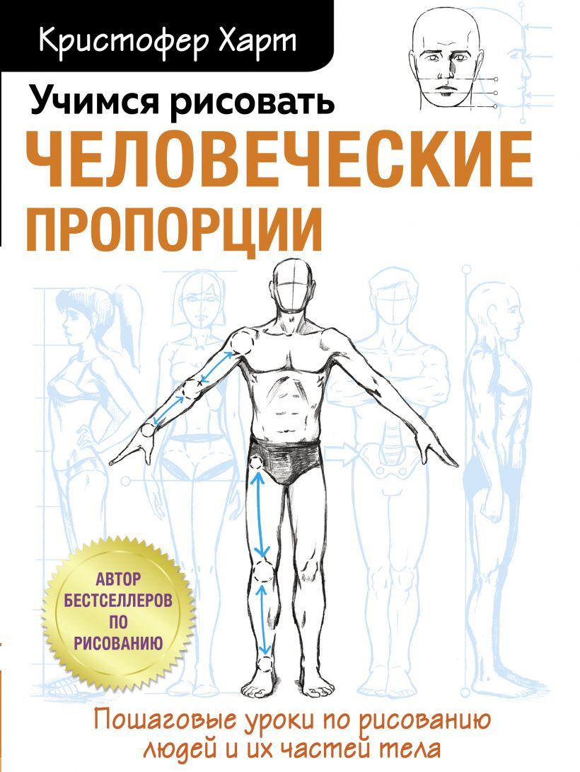 Учимся рисовать человеческие пропорции анатомия картография человеческого тела