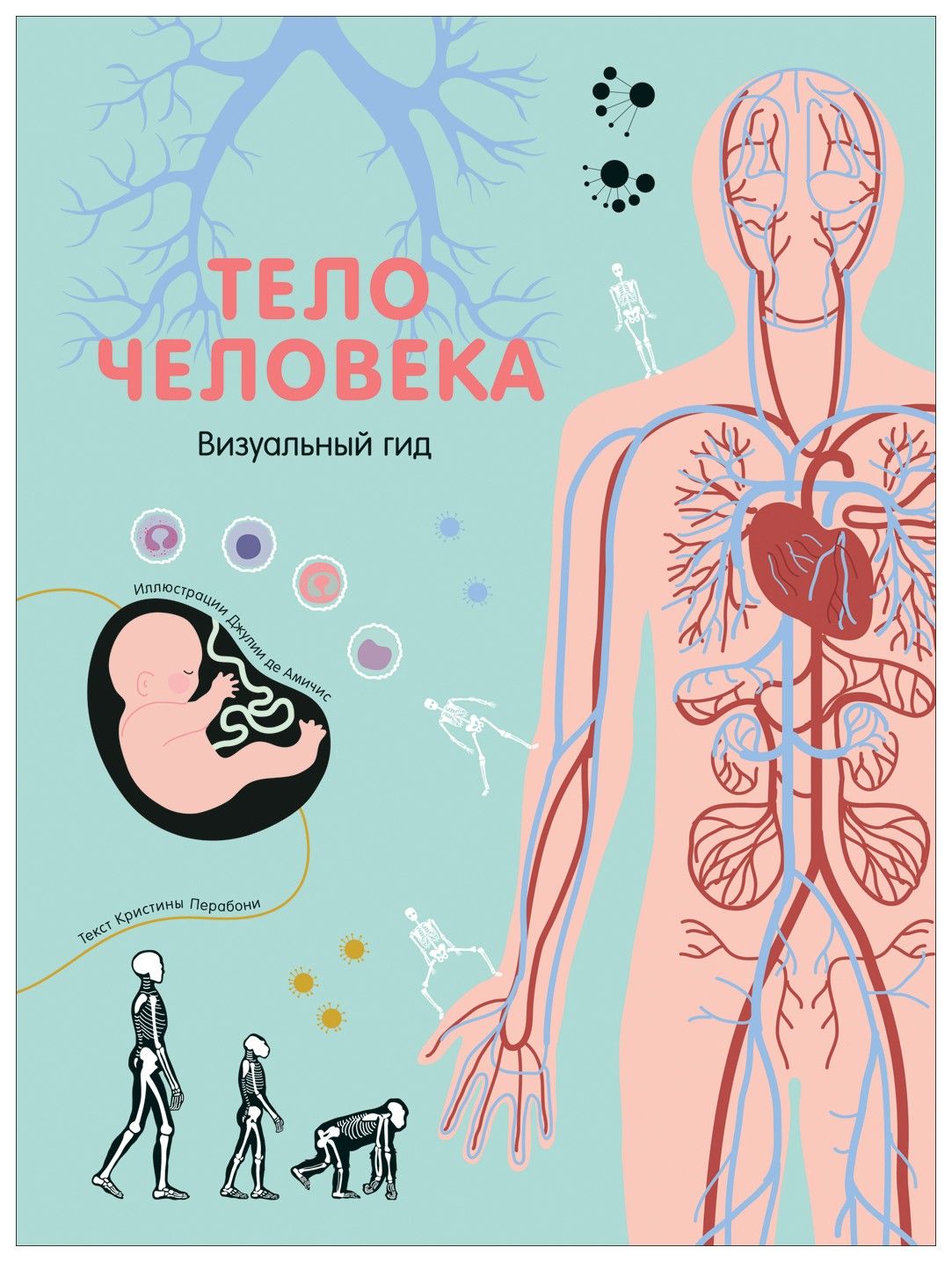 

Тело человека