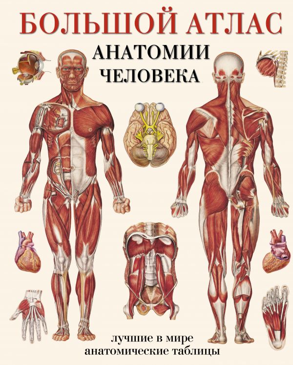 

Большой атлас анатомии человека (в таблицах)