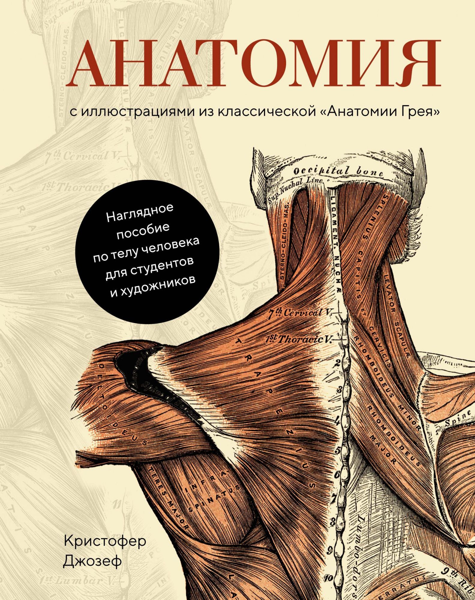 Анатомия (с иллюстрациями из классической «Анатомии Грея») анатомия картография человеческого тела