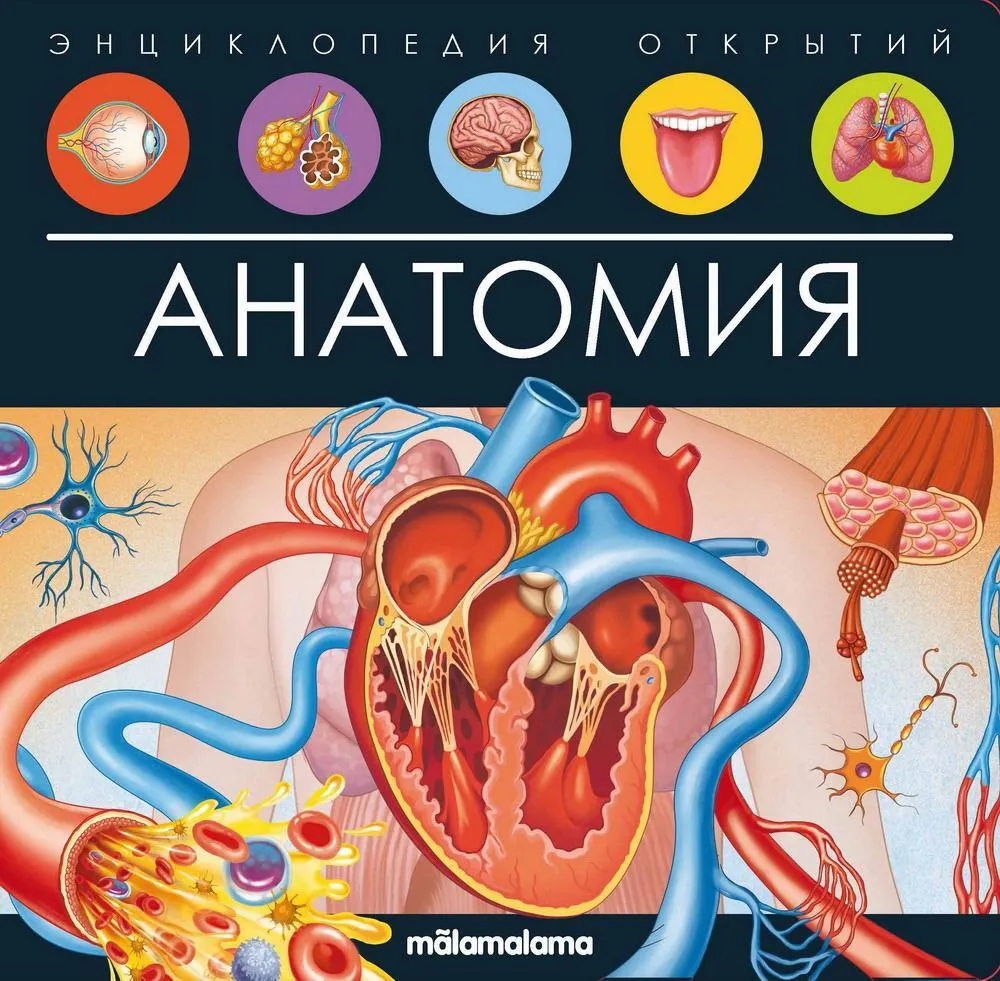 

Анатомия. Книжка-панорамка