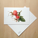 Открытка Зуева «Шиповник»