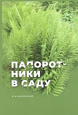 Папоротники в саду